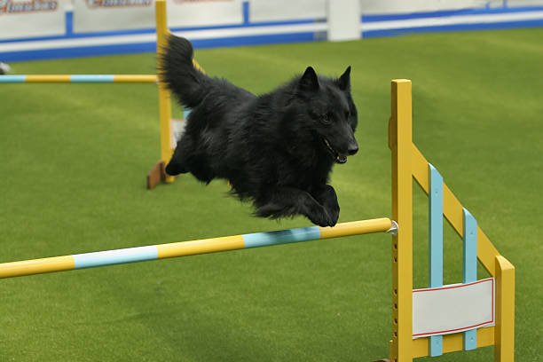 Does synthetic lawn attract bugs? - Pet Grows