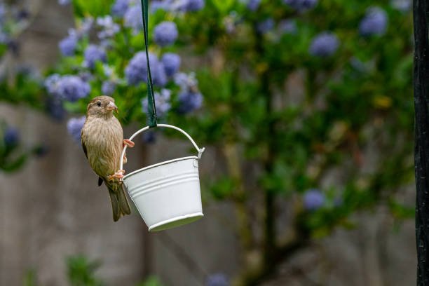 How to Attract Birds to Your Yard With Artificial Grass - Pet Grows