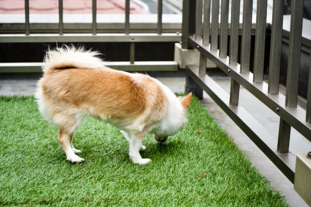 How to choose best fake grass for dogs? - Pet Grows