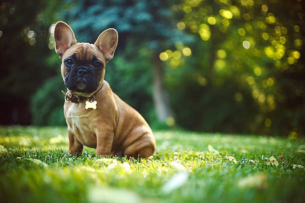 How to Clean Up Common Spills and Stains on Outdoor Artificial Grass? - Pet Grows