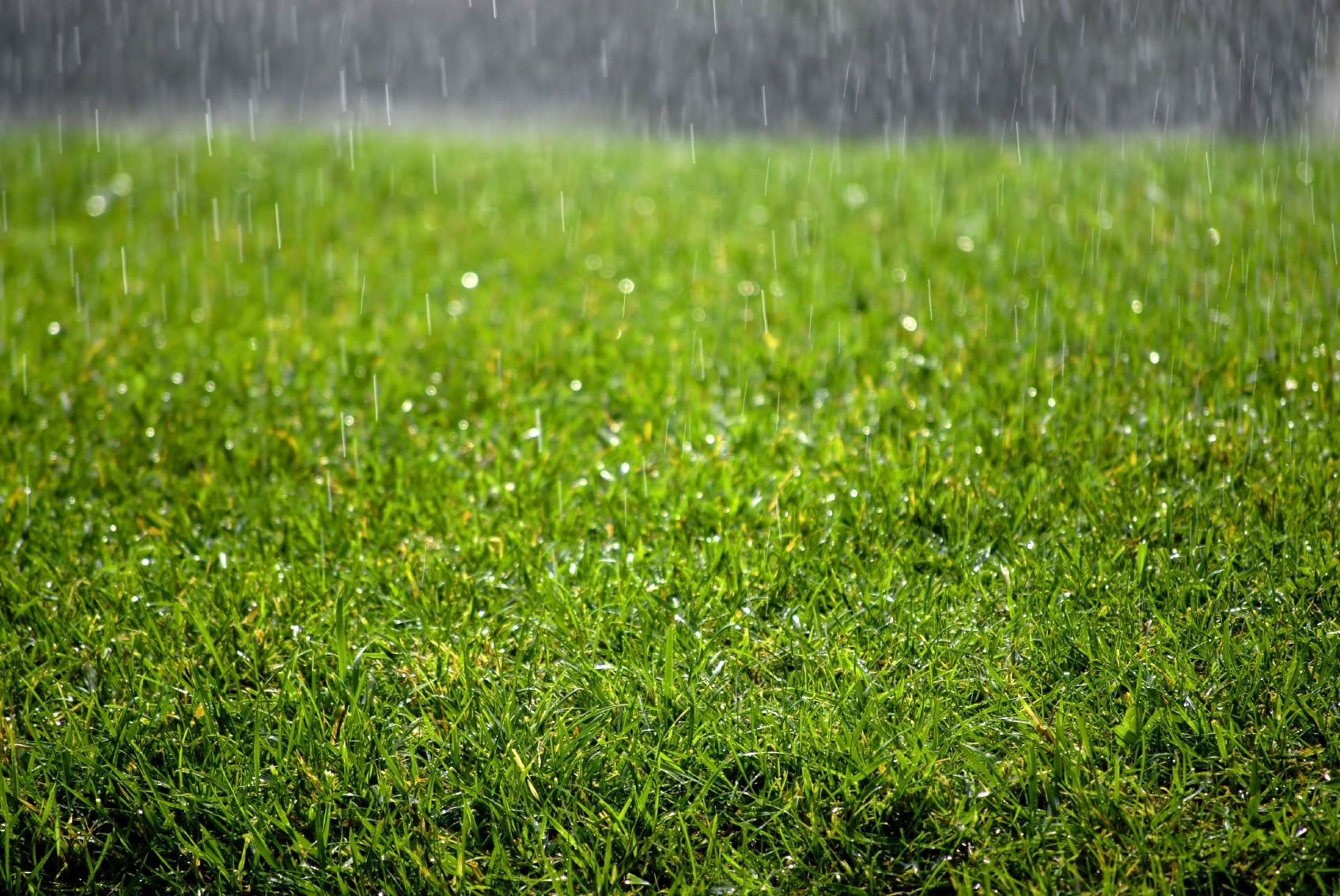 What Happens to Artificial Grass When It Rains? Drainage, Safety & Care Tips