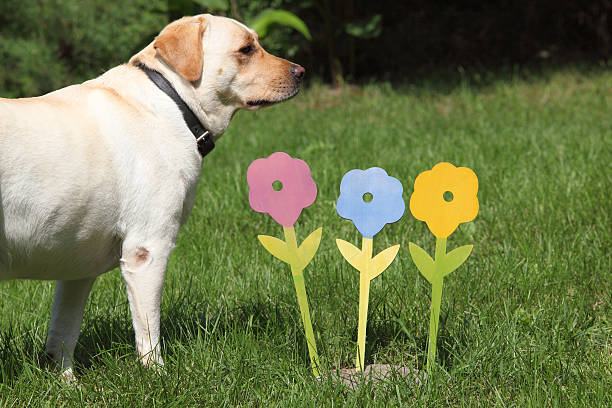 Transform Your Pet's Play Area with Artificial Grass: Benefits and Tips from PetGrow