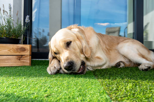 Does Artificial Grass Attract Bugs & Mosquitoes?
