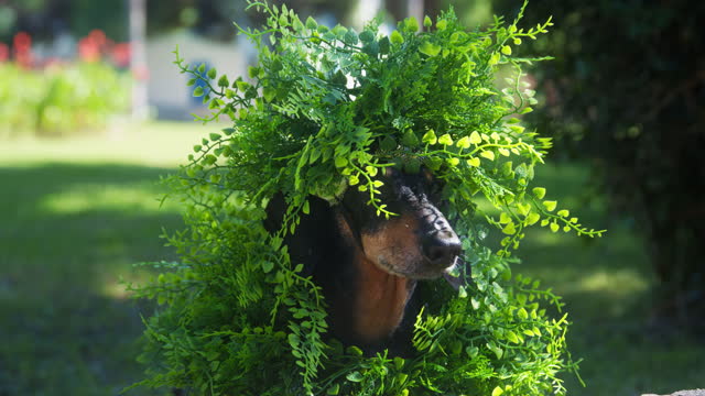 7 Reasons Why Artificial Grass Is Good for Dogs