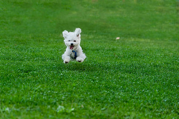 Discover the Perfect Pet-Friendly Solution with PetGrow Artificial Grass