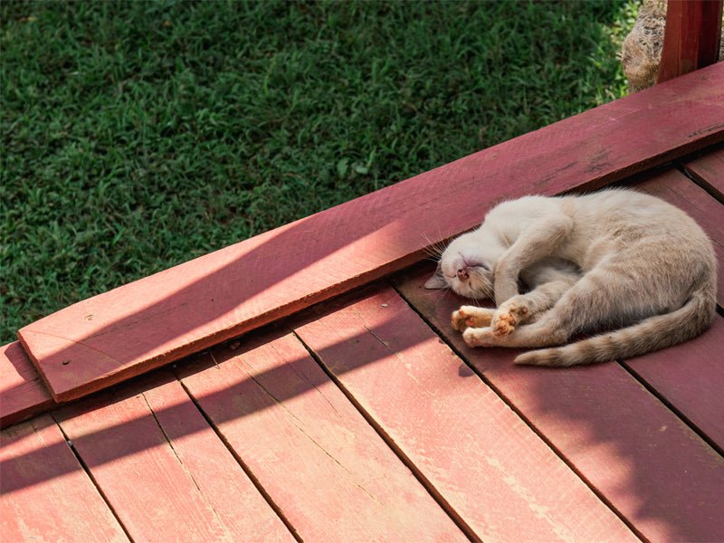 The benefits of artificial turf for allergy sufferers - Pet Grows