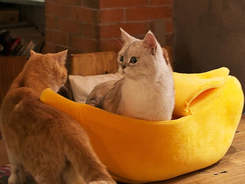 Pet Bed - Pet Grows