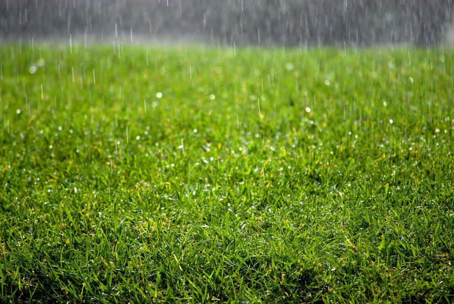 When it Rains, What is Done on Artificial Turf?