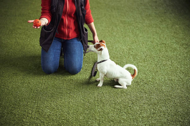 Essential Accessories for Maintaining Your Fake Grass for Dogs: A Guide by PetGrow