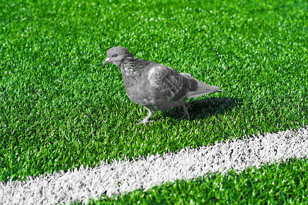 Challenges and Solutions: Pigeon problem under artificial turf on balcony.