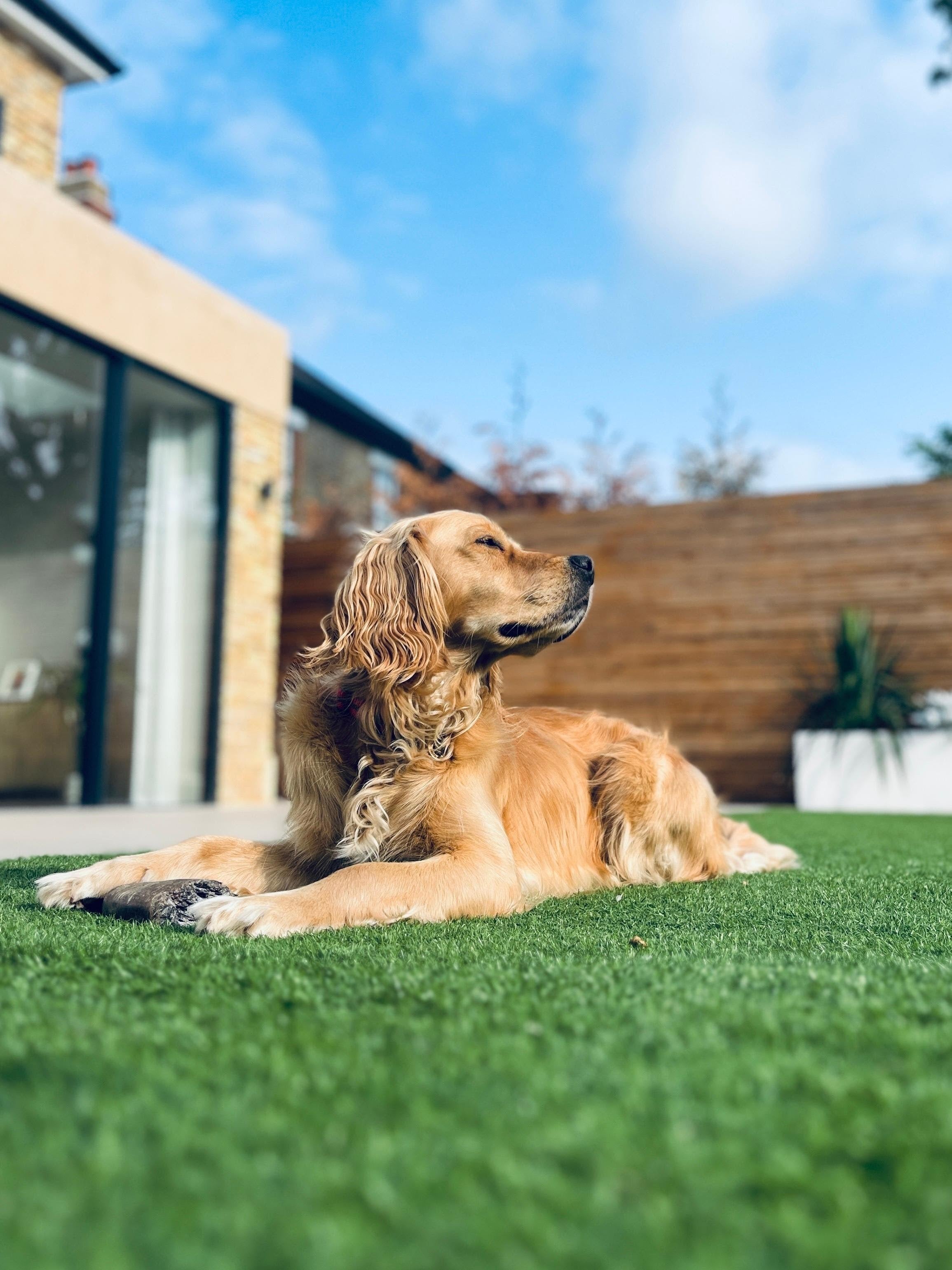 Happy dog lying on PetGrow artificial grass, square banner for installation guide