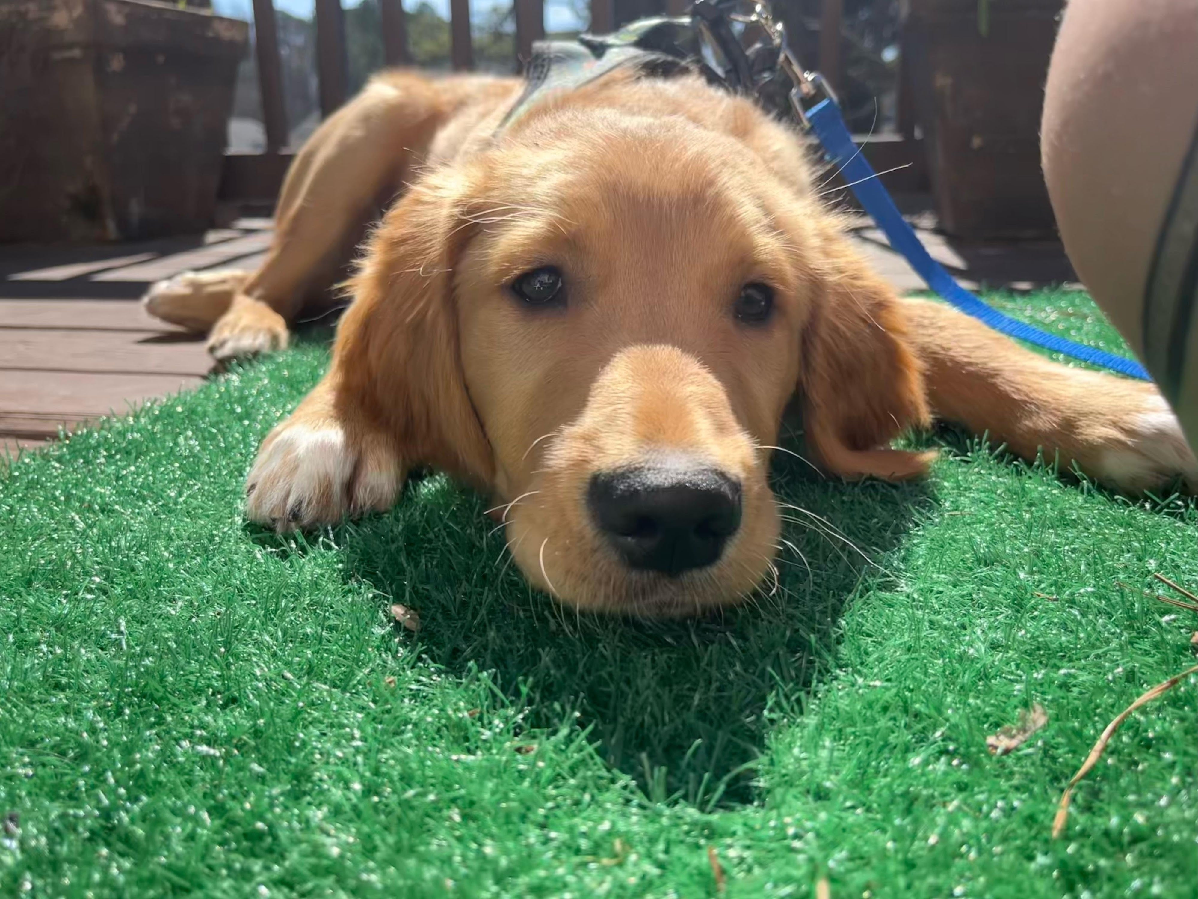 Golden retriever on PetGrow artificial grass, 2025 cost guide banner