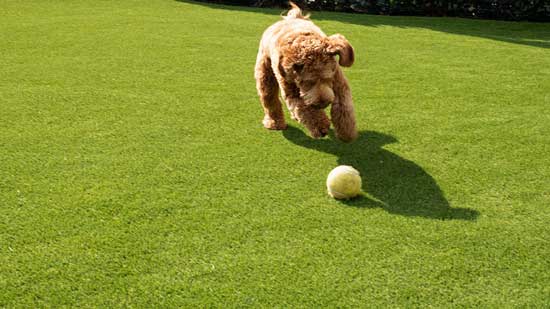 Select the Ideal PetGrow Artificial Grass for Your Dog